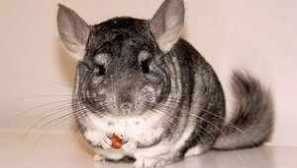 Од хранење chinchilla дома
